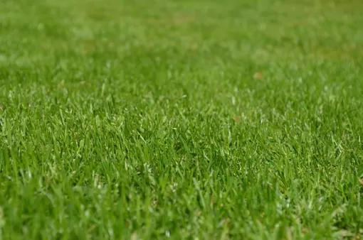 Scarifier votre pelouse pour le printemps à Béthune , Béthune, PJE Services