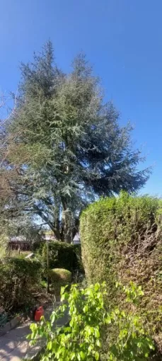 Réduction et équilibrage d'un cèdre bleu par PJE Services à Calonne Ricouart, Béthune, PJE Services