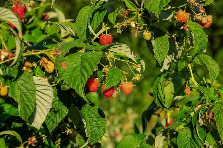 Plantation de framboisier en pleine terre, Béthune, PJE Services