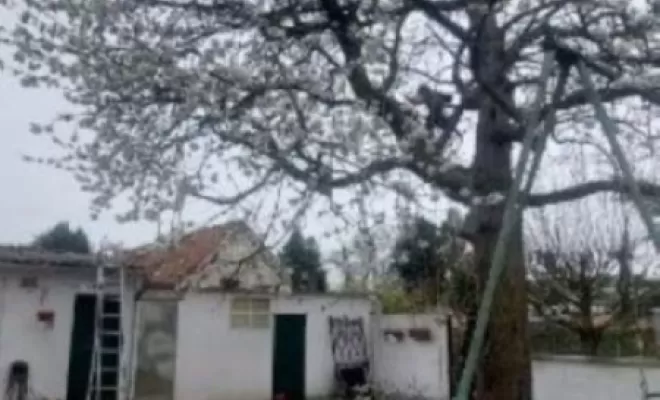 PJE Services : abattage de cerisier à Calonne-Ricouart, Béthune, PJE Services
