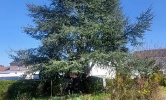Réduction et équilibrage d'un cèdre bleu par PJE Services à Calonne Ricouart, Béthune, PJE Services