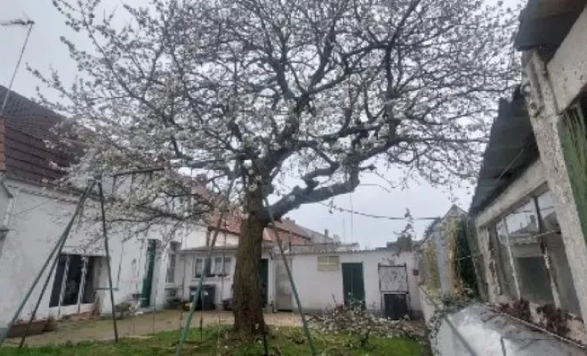 PJE Services : abattage de cerisier à Calonne-Ricouart, Béthune, PJE Services