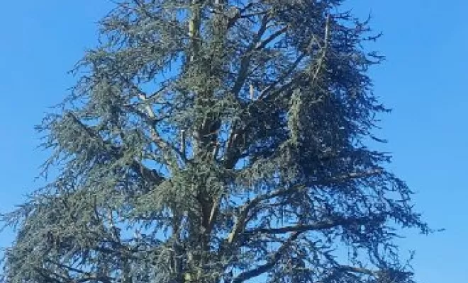 Réduction et équilibrage d'un cèdre bleu par PJE Services à Calonne Ricouart, Béthune, PJE Services