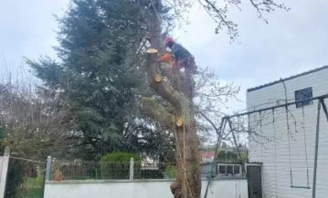 PJE Services : abattage de cerisier à Calonne-Ricouart, Béthune, PJE Services