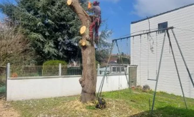 PJE Services : abattage de cerisier à Calonne-Ricouart, Béthune, PJE Services