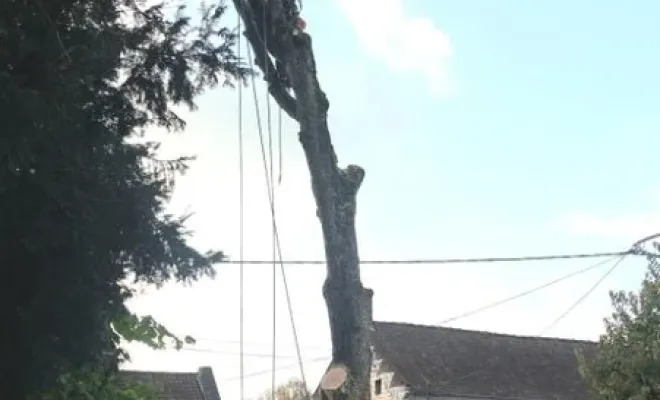 Encore un client satisfait avec un abattage d'un arbre dangereux sur la commune de Pernes en Artois, Béthune, PJE Services