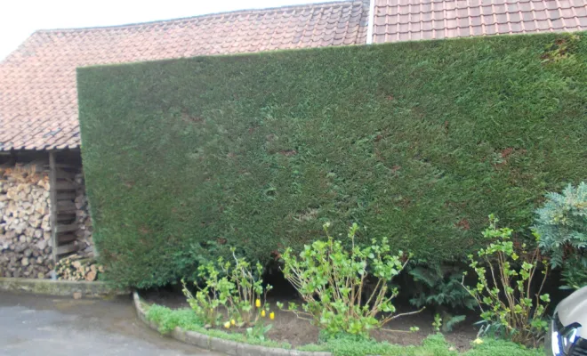 une taille au cordeau