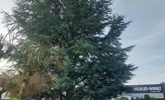 Réduction et taille sanitaire d'un  magnifique cèdre bleu (avant)