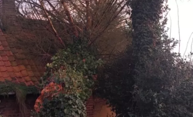 PJE-DEBITAGE D'UN PICEA TOMBE SUR UNE DEPENDANCE ET EN SURPLOMB D'UNE MAISON, Béthune, PJE Services