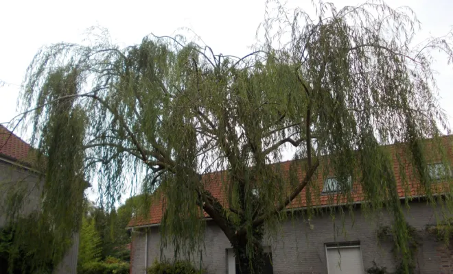 AVANT/APRES SUR LA COMMUNE DE BRUAY, Béthune, PJE Services