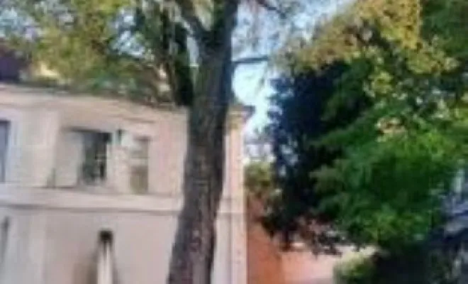 érable près de la maison