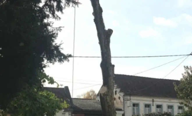 Abattage sur la commune de Pernes en artois