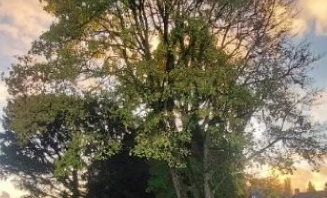 Abattage sur la commune de Pernes en artois par PJE