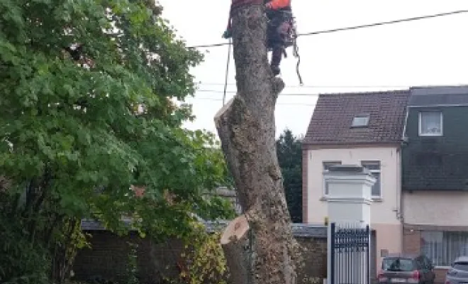 Abattage sur la commune de Pernes en artois