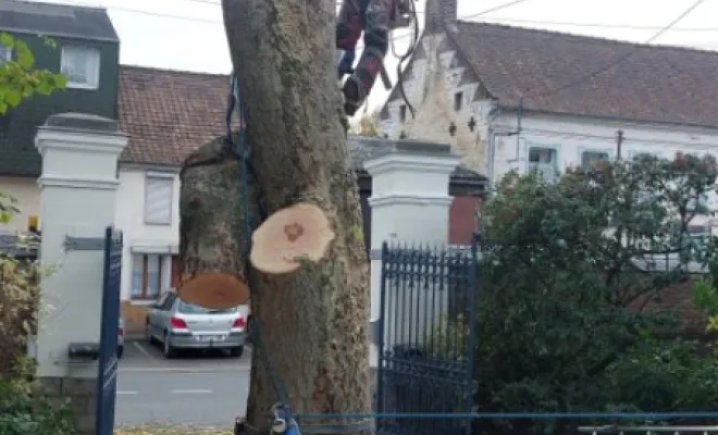 Abattage sur la commune de Pernes en artois