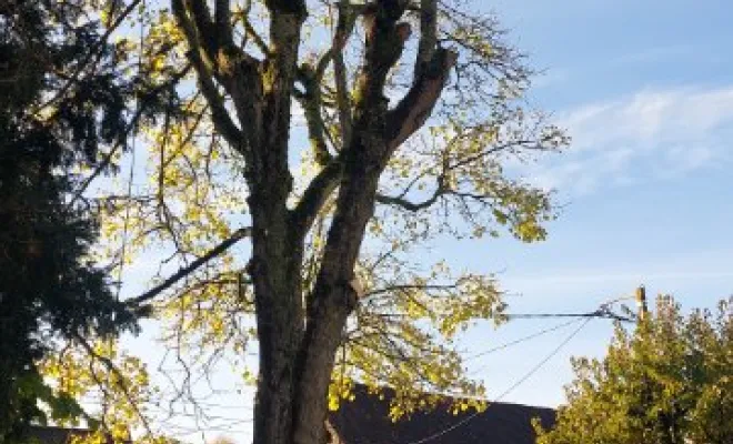 Abattage sur la commune de Pernes en artois