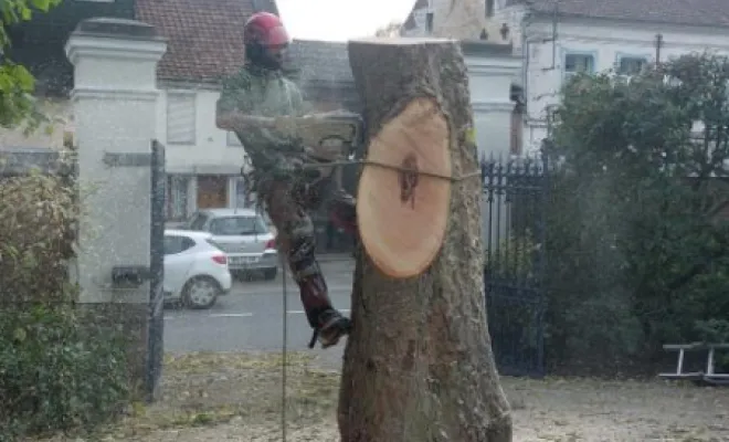 Abattage sur la commune de Pernes en artois