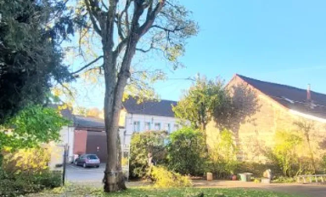 Abattage sur la commune de Pernes en artois