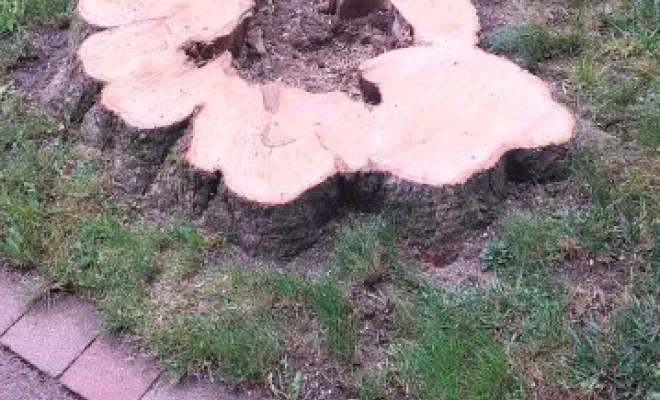 Abattage sur la commune de Pernes en artois, Béthune, PJE Services